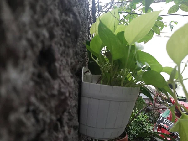 Schöne Grüne Blätter Hängen Pflanze Topf — Stockfoto