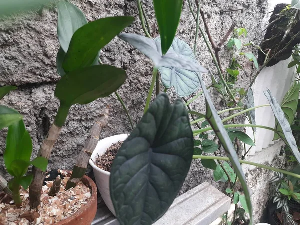 Hermosas Hojas Verdes Planta Colgante Maceta —  Fotos de Stock