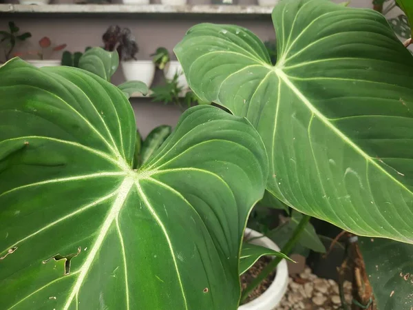 Hermosas Hojas Verdes Planta Interior Planta — Foto de Stock