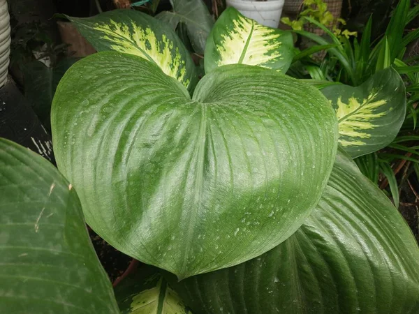 Beautiful Green Leaves Houseplant Indoor Plant — Stock Photo, Image