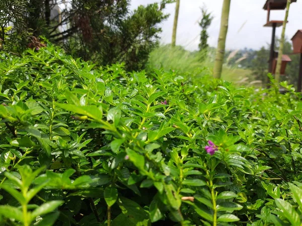 Pohon Hijau Kecil Taman Semak Kecil Rumput Dekat Pohon Dan — Stok Foto