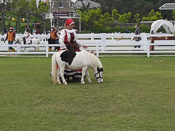 Caballo Pony Blanco Negro Ganado Pony Con Chica Granja — Foto de Stock
