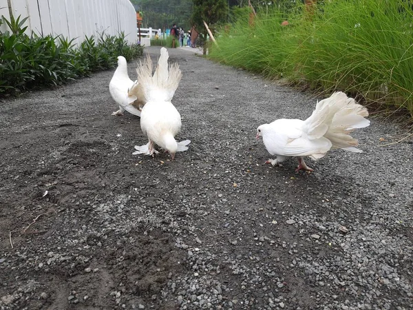 비둘기 농장에 있어요 비둘기가 먹는다 커다란 깃털을 비둘기가 — 스톡 사진