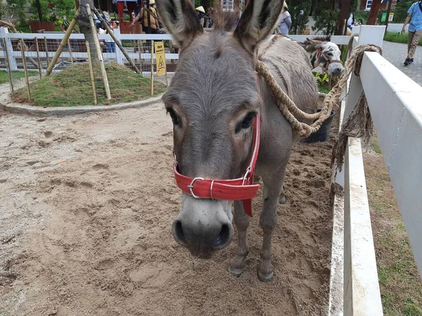 Close Donkey Farm — стоковое фото