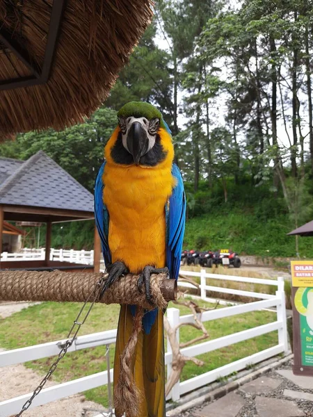 Papagaio Azul Amarelo Gaiola Linda Macaw Azul Amarelo Sentado Gaiola — Fotografia de Stock