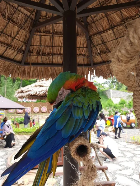Kék Sárga Papagáj Ketrecben Gyönyörű Kék Sárga Macaw Ketrecben — Stock Fotó