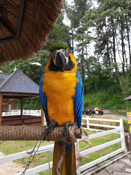 Modrý Žlutý Papoušek Kleci Krásné Modré Žluté Macaw Sedí Kleci — Stock fotografie