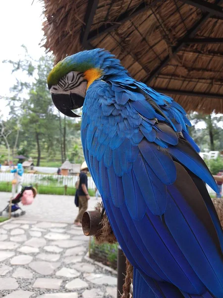 Pappagallo Blu Giallo Gabbia Bella Ara Blu Gialla Seduta Sulla — Foto Stock