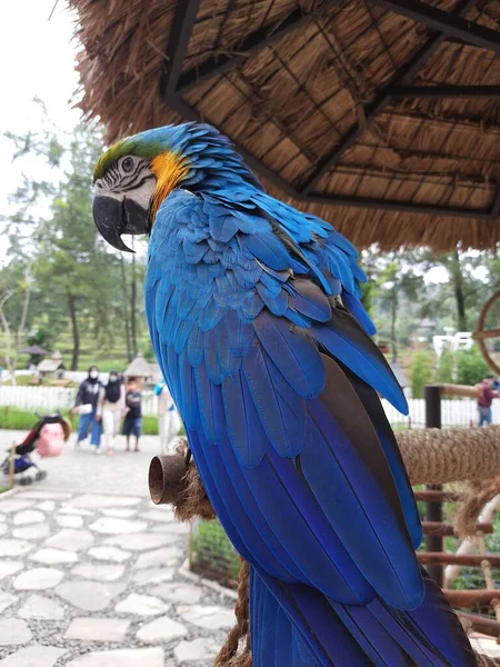 Pappagallo Blu Giallo Gabbia Bella Ara Blu Gialla Seduta Sulla — Foto Stock