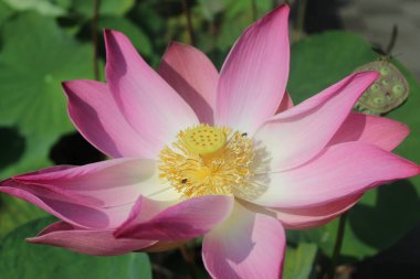 Bahçede pembe nilüfer çiçeği. Yeşil yapraklı güzel çiçekli kırmızı çiçekli nilüfer çiçeği. Çiçekli kırmızı nilüfer çiçeği.  