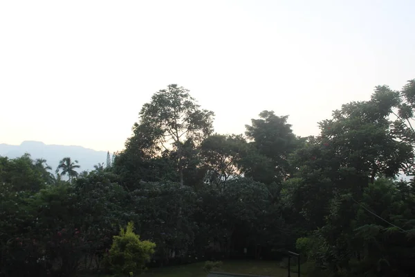 Manhã Nas Montanhas Plantas Verdes Manhã — Fotografia de Stock