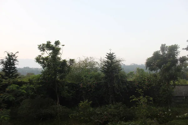 Matin Dans Les Montagnes Plantes Vertes Matin — Photo