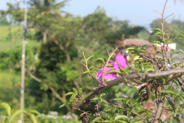 Pagi Pegunungan Tanaman Hijau Pagi Hari — Stok Foto