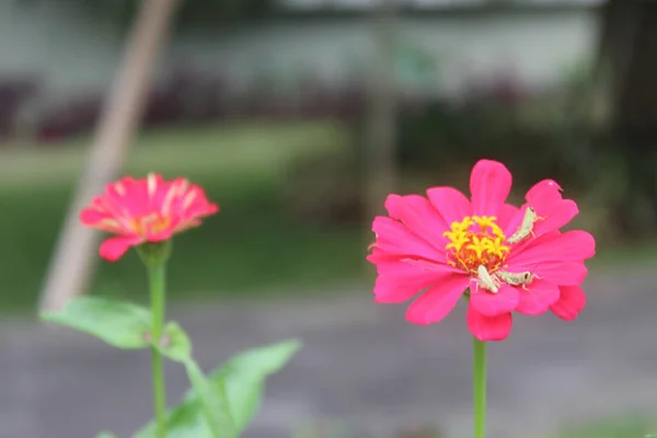 花园里美丽的紫罗兰粉红花 园中一朵粉红色的紫丁香花的近景 — 图库照片