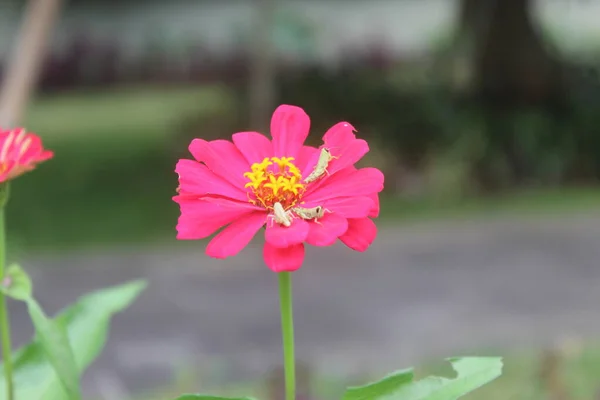 Hermosa Flor Rosa Zinnia Jardín Primer Plano Una Flor Zinnia — Foto de Stock