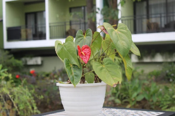 鍋に植えろ 壁に向かってテーブルの上に植物を延期 ストック画像