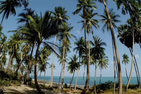 Koh Samui Adası palmiye. — Stok fotoğraf
