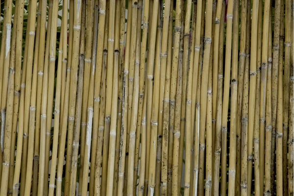 Bamboo wall texture. — Stock Photo, Image