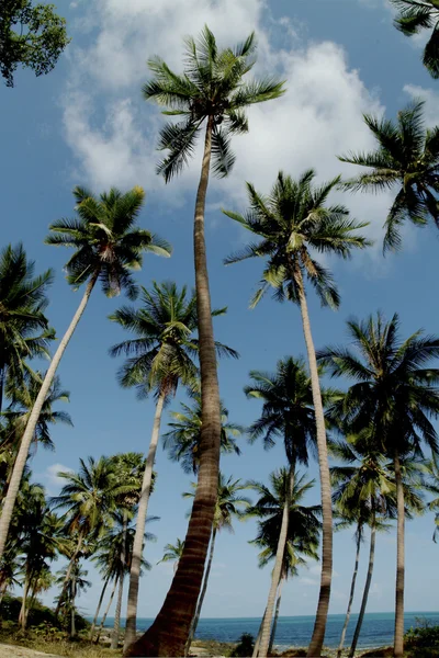 Пальма на острове Самуи . — стоковое фото