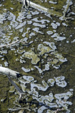 virüslü su sektöründe.