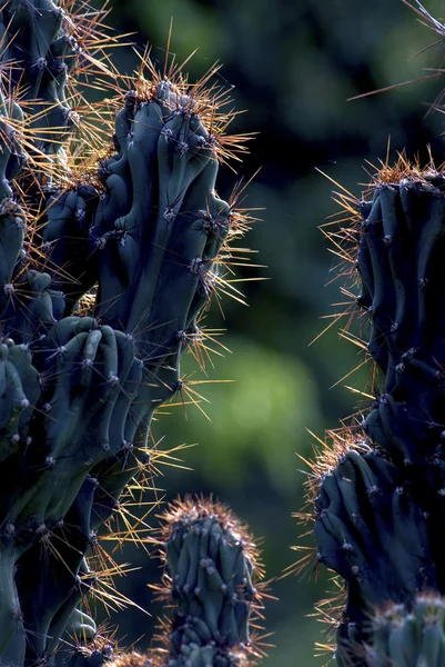 Espinas de cactus en el parque . —  Fotos de Stock