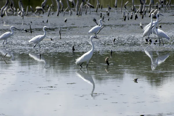 Grande bianco Egret mangiare . — Foto Stock