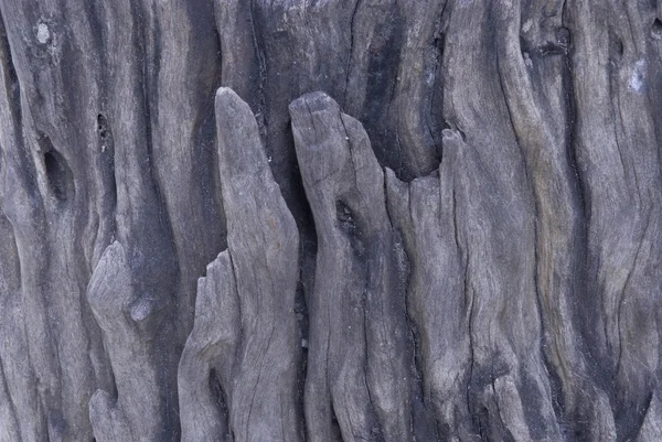 Superficie dell'albero della struttura del legno . — Foto Stock