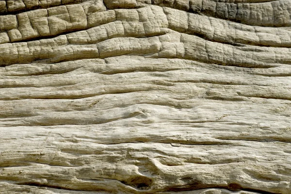 Textura de madera vieja. — Foto de Stock