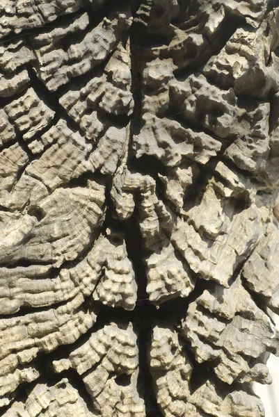 Textura de madera vieja. — Foto de Stock