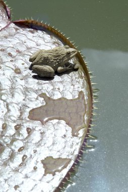 Lotus üzerinde küçük kurbağa.