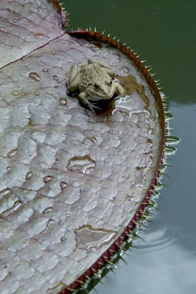 Μικρή βάτραχος στο lotus. — Φωτογραφία Αρχείου