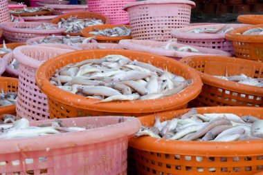 Balıklar piyasada sepeti.
