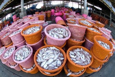Balıklar piyasada sepeti.