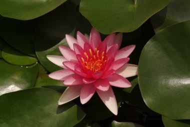 Gölette pembe nilüfer çiçeği.