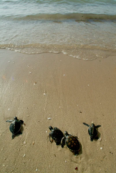 Морская черепаха в свободе  . — стоковое фото