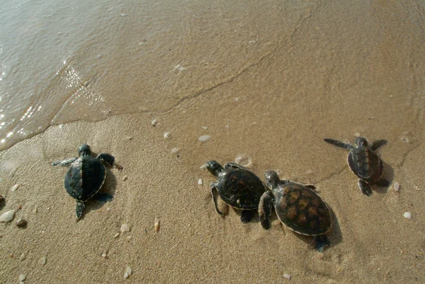 Baby sea turtle in freedom . — Stock Photo, Image