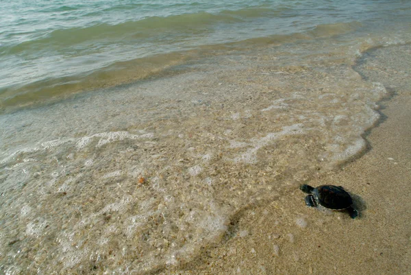 Baby zeeschildpad in vrijheid . — Stockfoto