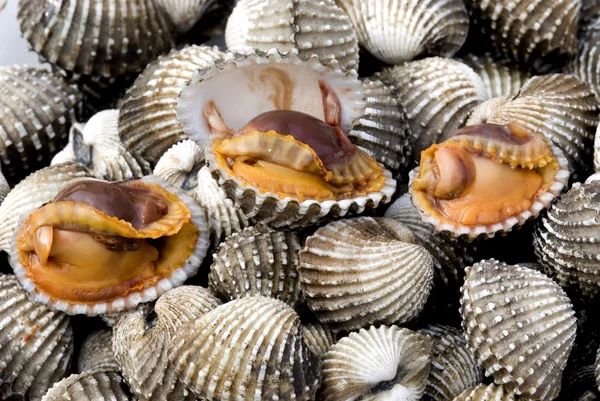 Guscio di mare per alimenti . — Foto Stock