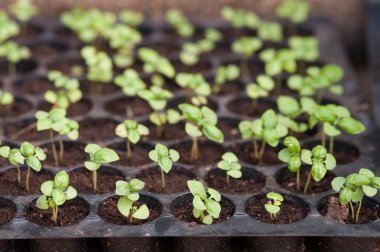 biyolojik olarak parçalanabilen torf yosun tencere yukarıdan büyüyen saksı fidan.