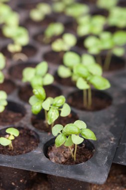 biyolojik olarak parçalanabilen torf yosun tencere yukarıdan büyüyen saksı fidan.
