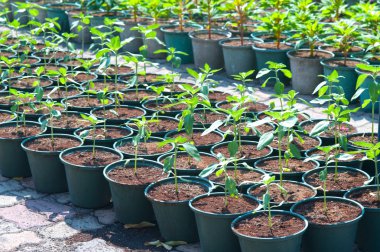 Fidan dünya Amaranth tencerede.