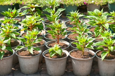 Tencerede fidan Cockcomb.