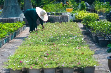 Ross Moss fidan tencere ile çalışan.