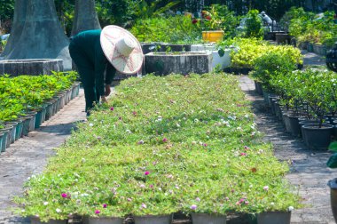 Ross Moss fidan tencere ile çalışan.
