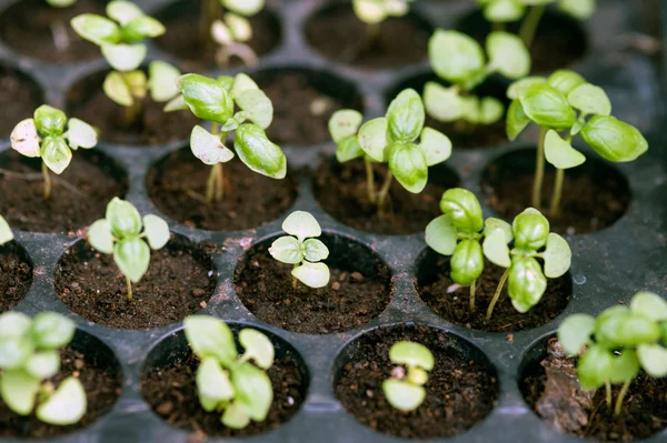 Potted seedlings growing in biodegradable peat moss pots from above. — Stock Photo, Image