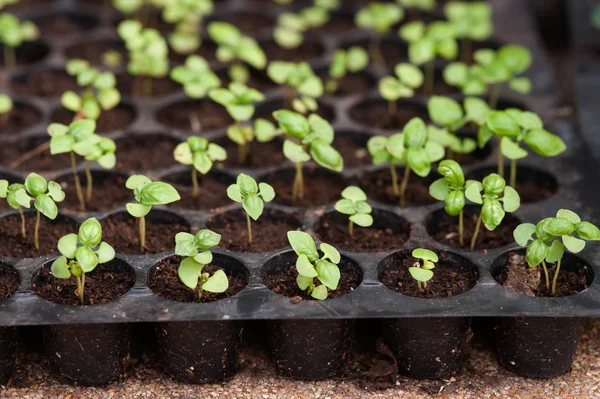 Potted seedlings growing in biodegradable peat moss pots from above. — Stock Photo, Image