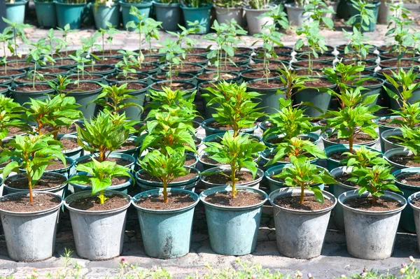 Seedlings Cockcomb dalam pot . — Stok Foto