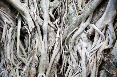 Banyan tree roots doku.