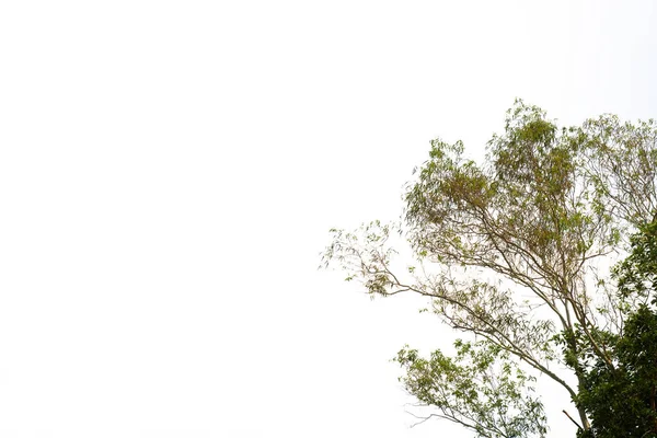 배경에 가지가 가지를 타이의 아시아 — 스톡 사진