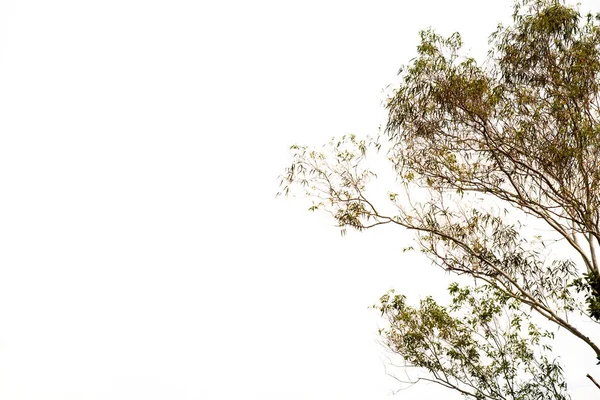Een Takkenboom Een Witte Achtergrond Met Knippad Aziatische Natuurlijke Organisatorische — Stockfoto